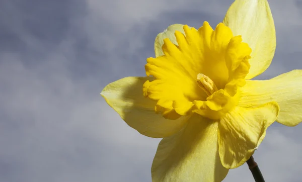 Amarelo narciso com nuvens e céu atrás — Fotografia de Stock