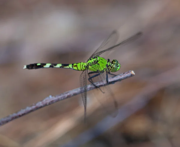 Insecto verde en una ramita —  Fotos de Stock