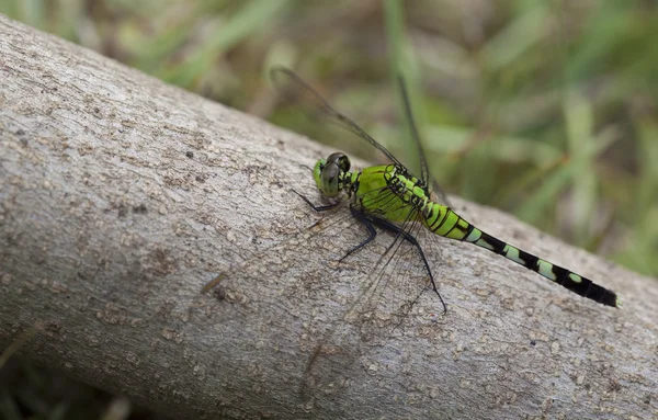 Dragonfly op alot — Stockfoto