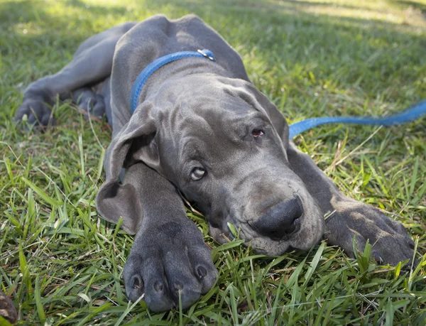 Occhio vagante su un cane — Foto Stock