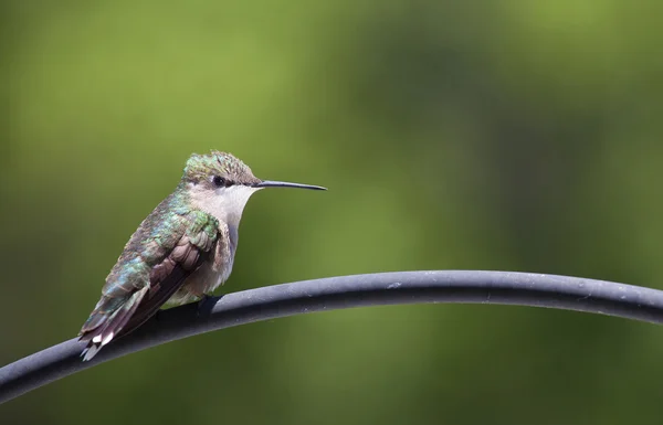Kolibřík na zeleném pozadí — Stock fotografie