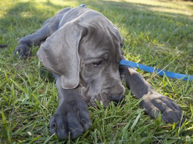 Yorgun Danua köpek yavrusu