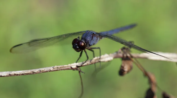 Dragonfly pohled — Stock fotografie
