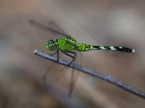 Posto di riposo per una libellula verde — Foto Stock