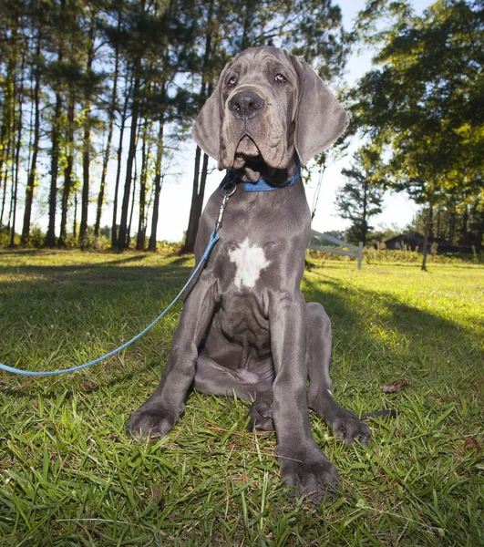 Great Dane moe van de vergadering — Stockfoto