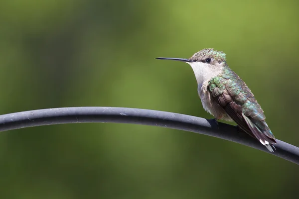 Pacienta kolibřík se zeleným pozadím — Stock fotografie