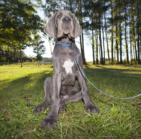 Gehoorzaam Duitse Dog pup — Stockfoto
