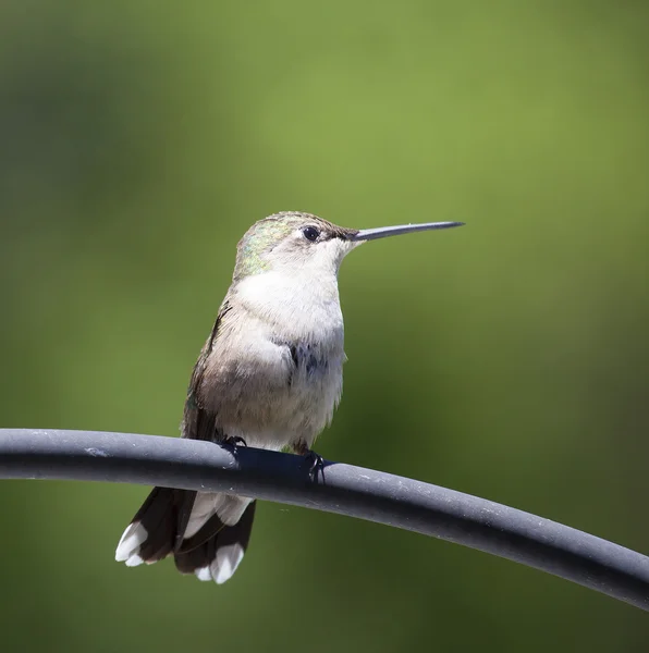 Ruhender Kolibri mit grünem Rücken — Stockfoto