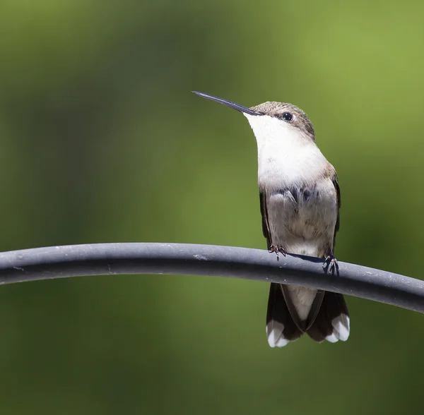 Malý kolibřík s zelené pozadí — Stock fotografie
