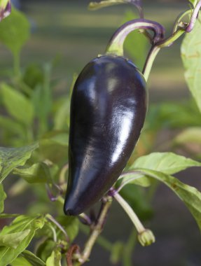 Mor jalapeno bitkiler ile