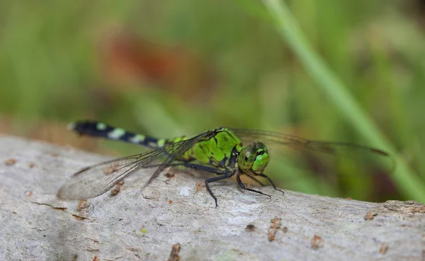 Dragonfly resting on a log — Stock Photo, Image