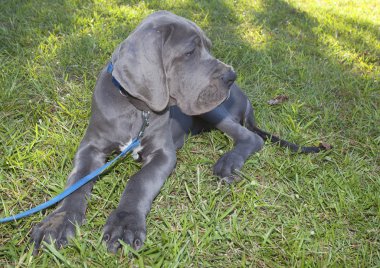 Hasta Danua köpek yavrusu