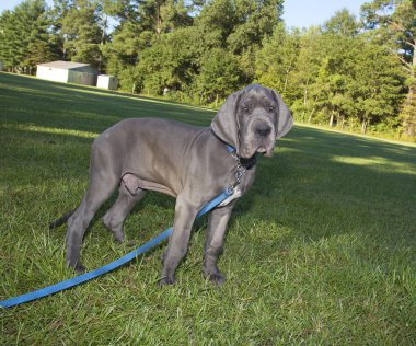Poz Danua köpek yavrusu