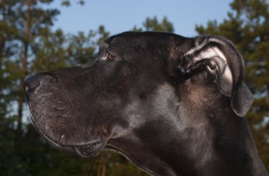 Büyük Dane profili