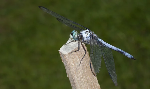 Libellula su un palo — Foto Stock