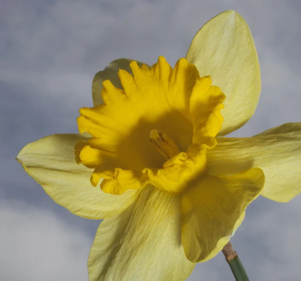 背後に空と黄色の水仙花 — ストック写真