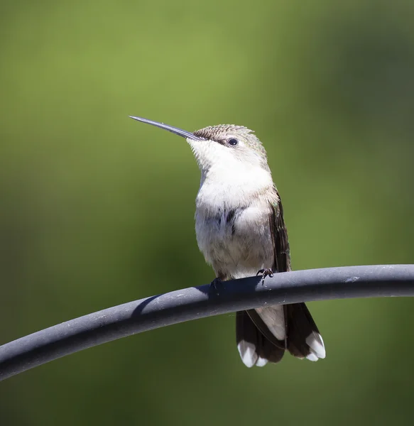 Kolibri auf einem Draht — Stockfoto