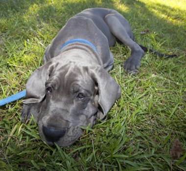 Yorgun Danua köpek yavrusu