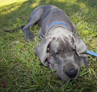 Uykulu Danua köpek yavrusu