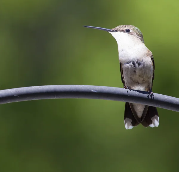 Hummingbird em perfil — Fotografia de Stock