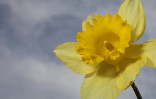 Flor de narciso en flor con el cielo detrás — Foto de Stock