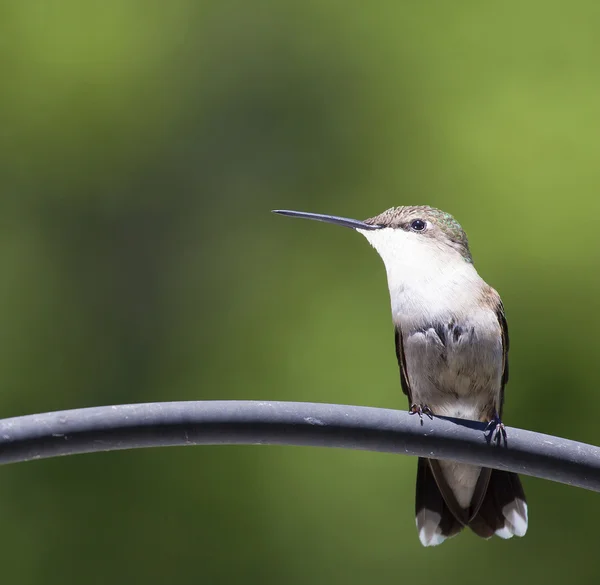 Beija-flor que está descansando — Fotografia de Stock