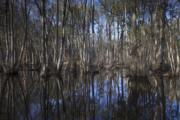 L'eau aux arbres — Photo