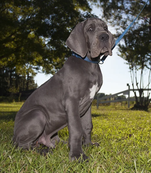 Sammanträde Grand Danois — Stockfoto