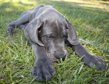 Danua izlerken yetişmek çimen