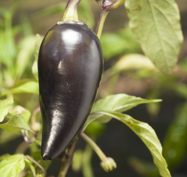 Asma üzerinde mor jalapeno