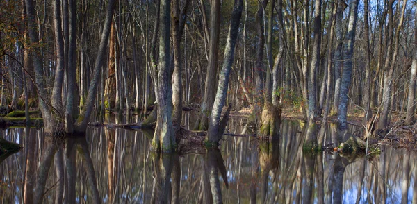 Bäume und Wasser in North Carolina — Stockfoto