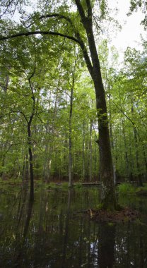 Ağaçları ile ayakta su altında