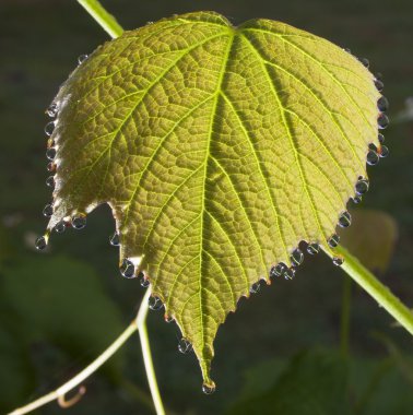 Yaprağın üzerindeki çiy tanesi