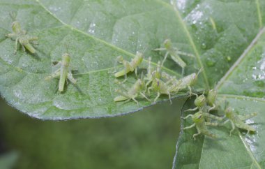 Çekirge tarafından sabah saldırı