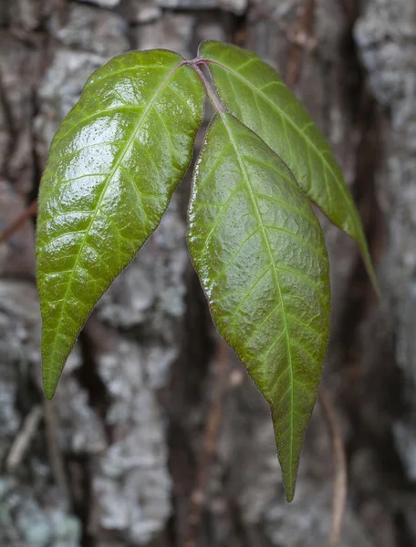 Zehirli sarmaşık yaprakları