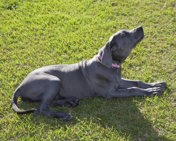 Повинующийся щенок великого датчанина — стоковое фото