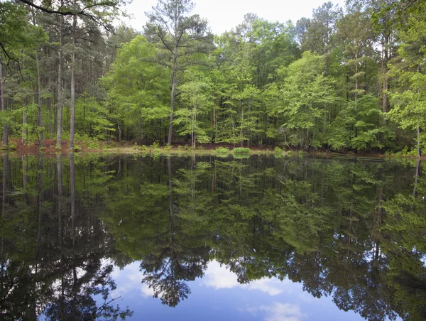 Мале озеро з відображенням дерева — стокове фото