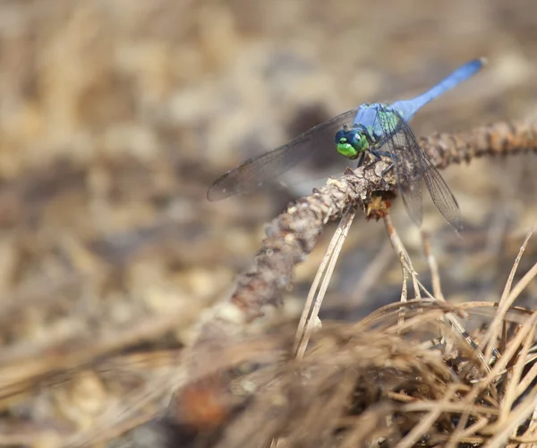 Small blue dragonfly — Stock Photo, Image