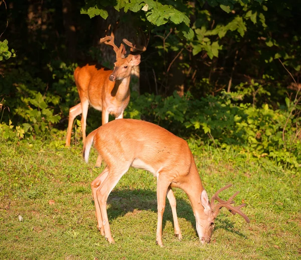 Des dollars affamés près d'une forêt — Photo