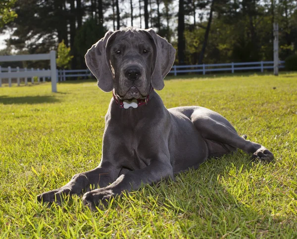 Posando gran cachorro danés — Foto de Stock