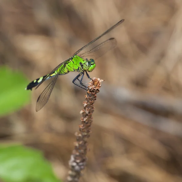 Πράσινο dragonfly που μοιάζει ευτυχισμένη — Φωτογραφία Αρχείου