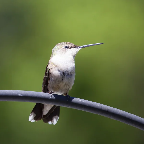 Colibrì fissando su un palo — Foto Stock