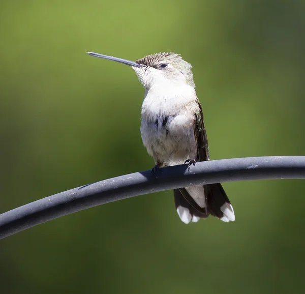 Penas de babados em um beija-flor — Fotografia de Stock