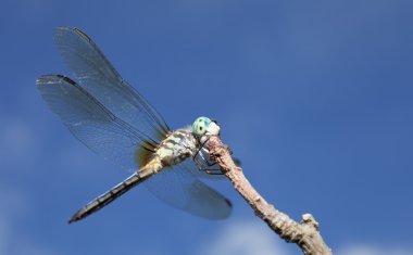 Sivrisinek katil bir sopa