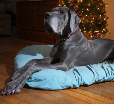 Noel melek köpek