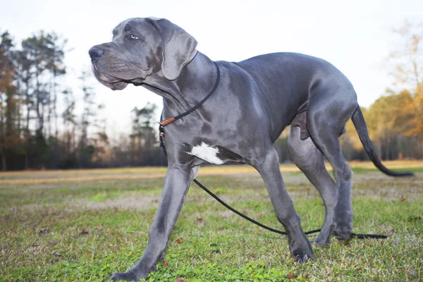 Caminhando Great Dane — Fotografia de Stock