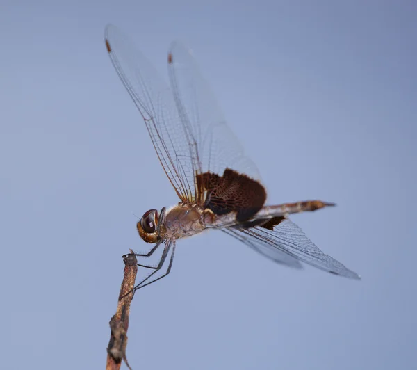 Hongerige dragonfly met sky achter — Stockfoto