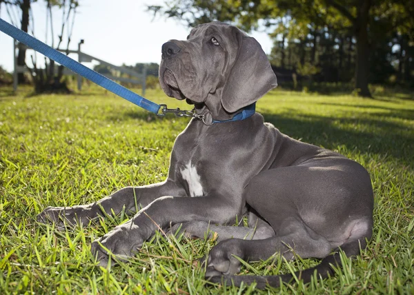 Jonge Great Dane — Stockfoto