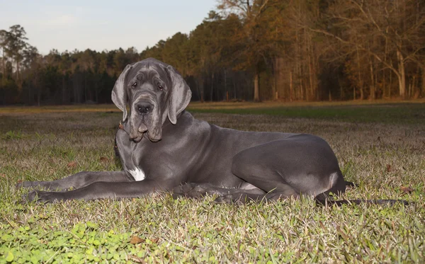 Great Dane op het gras — Stockfoto