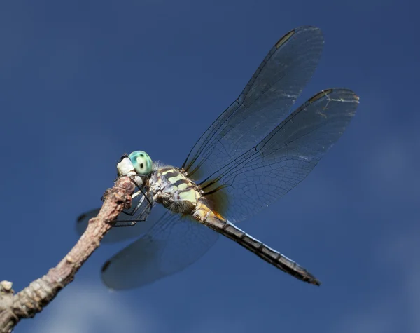 Στηργμένος dragonfly με ουρανό πίσω από — Φωτογραφία Αρχείου